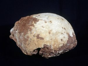 属于普瑞斯卡龙的蛋：在普罗旺斯发现的晚白垩世（-6500 万年）的大型恐龙（约 12 m）食草动物。 普罗旺斯地区艾克斯自然历史博物馆。 作者 史前史前