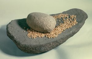史前：带有谷物的休眠轮（新石器时代）。 法国。 圣日耳曼恩莱，古物博物馆。 作者 史前史前