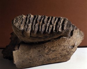 史前史：象牙，巨大的大象。 新生代，上新世时期。 在奥地利曼多夫重聚 作者 史前史前