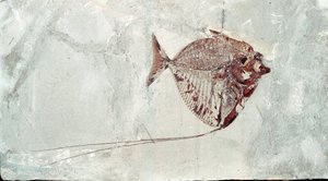 史前史：来自意大利博尔卡山遗址的 Mene Rhombea 鱼化石。 始新世时期。 Museo Civico di storia naturale，米兰 作者 史前史前