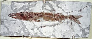 史前：来自博尔卡山遗址（意大利）的鱼类化石Sphyraena Bolcensis。始新世时期。米兰公民自然博物馆 作者 史前史前
