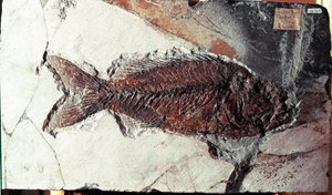 史前史：来自意大利博尔卡山遗址的 Sparnodus Elongatus 鱼化石。 始新世时期。 Museo Civico di storia naturale，米兰 作者 史前史前