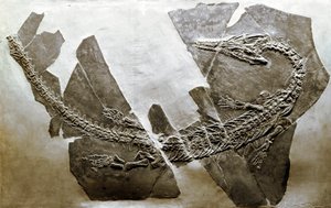 史前：来自贝萨诺（意大利）的水生爬行动物Askeptosaurus italicus化石。中三叠纪时期。米兰公民自然博物馆 作者 史前史前