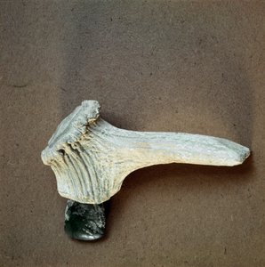 史前史：来自利古里亚Pollera (Finale Ligure) 洞穴的带鹿角柄的绿色石斧。 新石器时代中期，石器时代。 Genes, museo di archeologia ligure 作者 史前史前