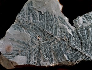 史前史：高石炭纪时期。蕨类植物Acitheca Poymorphe的化石。在德国Gottelborn发现 作者 史前史前