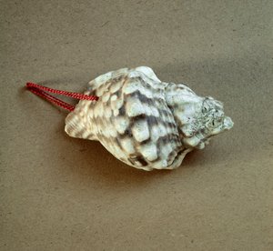 史前史：Triton nodifer 的壳被刺穿，用作来自利古里亚 Arene Candide (Finale Liguria) 的墓地的哨子。 新石器时代中期，石器时代。 Genes, museo di archeologia ligure 作者 史前史前