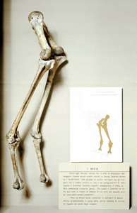 史前：Moa Dinornis的腿部骨架，新西兰的巨型鸟类化石，不会飞。白垩纪时期。米兰公民自然博物馆 作者 史前史前