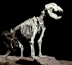 史前史：来自意大利Caves del Bandito a Roaschia 的洞穴熊（Ursus spelaeus）的骨架。 更新世时期。 Museo Civico di storia naturale，米兰 作者 史前史前