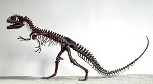 史前史：恐龙异特龙的骨骼。 上侏罗纪时期。 Museo Civico di storia naturale，米兰 作者 史前史前