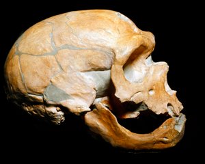 史前：圣徒教堂人的头骨，尼安德特人（Neanderthal或Neandertal：Homo sapiens）的人，旧石器时代。1908年在科雷兹重聚。米兰公民自然博物馆--史前史。人的头骨来自La 作者 史前史前