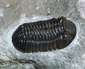 史前：三叶虫Phacops Rana化石（节肢动物）。古生代的时代，泥盆纪时期。在美国俄亥俄州发现 作者 史前史前