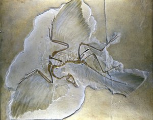 原始鸟类被称为Archaeopteryx。在巴伐利亚州的上侏罗纪页岩中，已经发现了完整的化石。 作者 史前史前