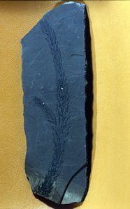 史前：Glyptolepsis keuperiana，上三叠纪、中生代的针叶树化石。 作者 史前史前