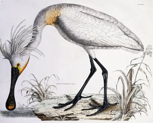 白琵鹭，1834年