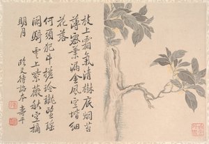 决明子树（册页；纸本水墨和彩色） 作者 清代中文学校