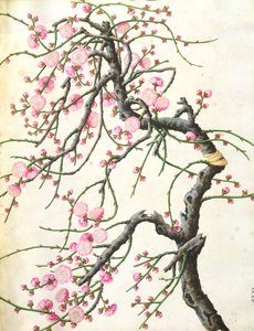 桃花（纸上的颜色） 作者 清代中文学校