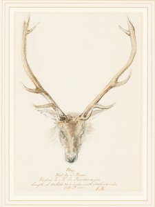 约翰·布朗（John Brown）拍摄的雄鹿，1874年