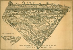 伦敦动物园，摄政公园，威斯敏斯特，1929年 作者 RB布鲁克格里夫斯