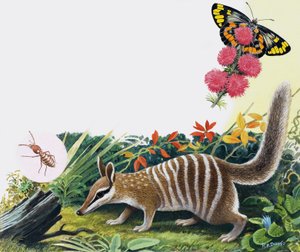 Numbat 作者 RB戴维斯