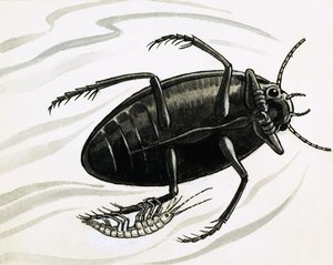 虾经常搭大水甲虫的便车 作者 RB戴维斯