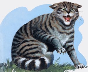 野猫，选自《宝藏