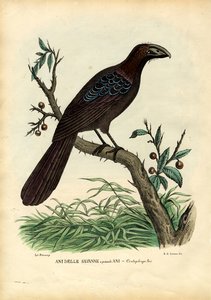两者都没有，1863-79 作者 雷蒙多·彼得罗亚