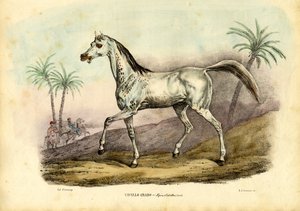 阿拉伯马，1863-79 作者 雷蒙多·彼得罗亚
