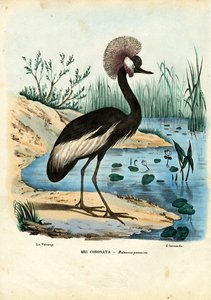 黑冠鹤，1863-79 作者 雷蒙多·彼得罗亚