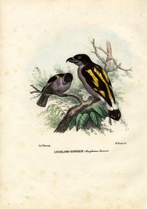 Broadbills，1863-79 作者 雷蒙多·彼得罗亚