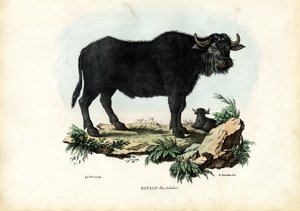 布法罗，1863-79 作者 雷蒙多·彼得罗亚
