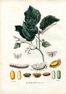 蝴蝶，1863-79