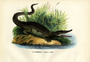 凯门鳄，1863-79 作者 雷蒙多·彼得罗亚