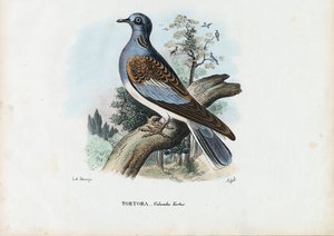 欧洲斑鸠，1863-79 作者 雷蒙多·彼得罗亚