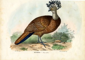 伟大的Curassow，1863-79 作者 雷蒙多·彼得罗亚