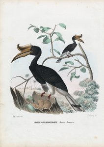 伟大的犀鸟，1863-79 作者 雷蒙多·彼得罗亚