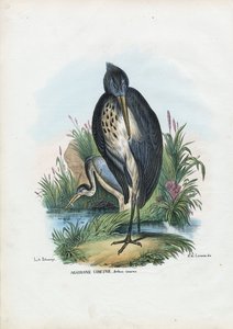 灰鹭，1863-79 作者 雷蒙多·彼得罗亚
