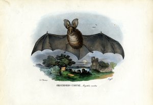灰色长耳蝙蝠，1863-79 作者 雷蒙多·彼得罗亚