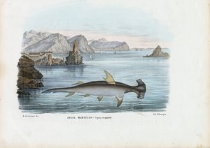 Hammerhead，1863-79 作者 雷蒙多·彼得罗亚