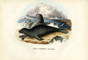 海豹，1863-79 作者 雷蒙多·彼得罗亚