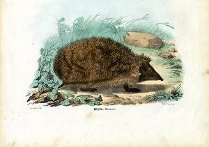 刺猬，1863-79 作者 雷蒙多·彼得罗亚