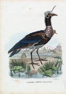 Horned Screamer，1863-79 作者 雷蒙多·彼得罗亚