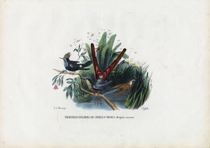 蜂鸟，1863-79 作者 雷蒙多·彼得罗亚