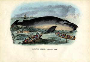 座头鲸，1863-79 作者 雷蒙多·彼得罗亚