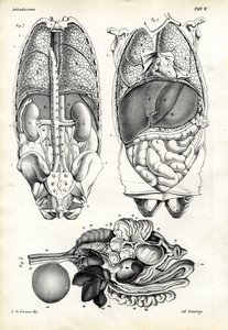肠子，1863-79 作者 雷蒙多·彼得罗亚