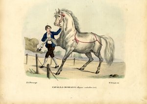 意大利马，1863-79 作者 雷蒙多·彼得罗亚