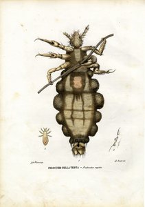 Louse，1863-79