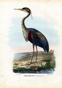 紫鹭，1863-79 作者 雷蒙多·彼得罗亚