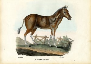 夸格，1863-79 作者 雷蒙多·彼得罗亚