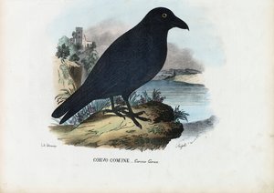 乌鸦，1863-79 作者 雷蒙多·彼得罗亚