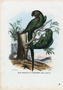 Rose-Ringed Parekeet，1863-79 作者 雷蒙多·彼得罗亚